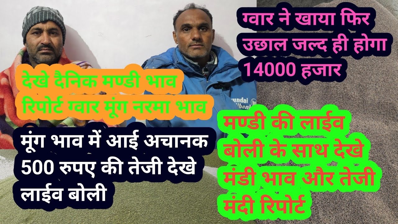 ग्वार होगा 14000 हजार । जाने नरमा मूंग ग्वार मंडी भाव पर दैनिक रिपोर्ट। लाईव बोली मूंग ग्वारकी। live