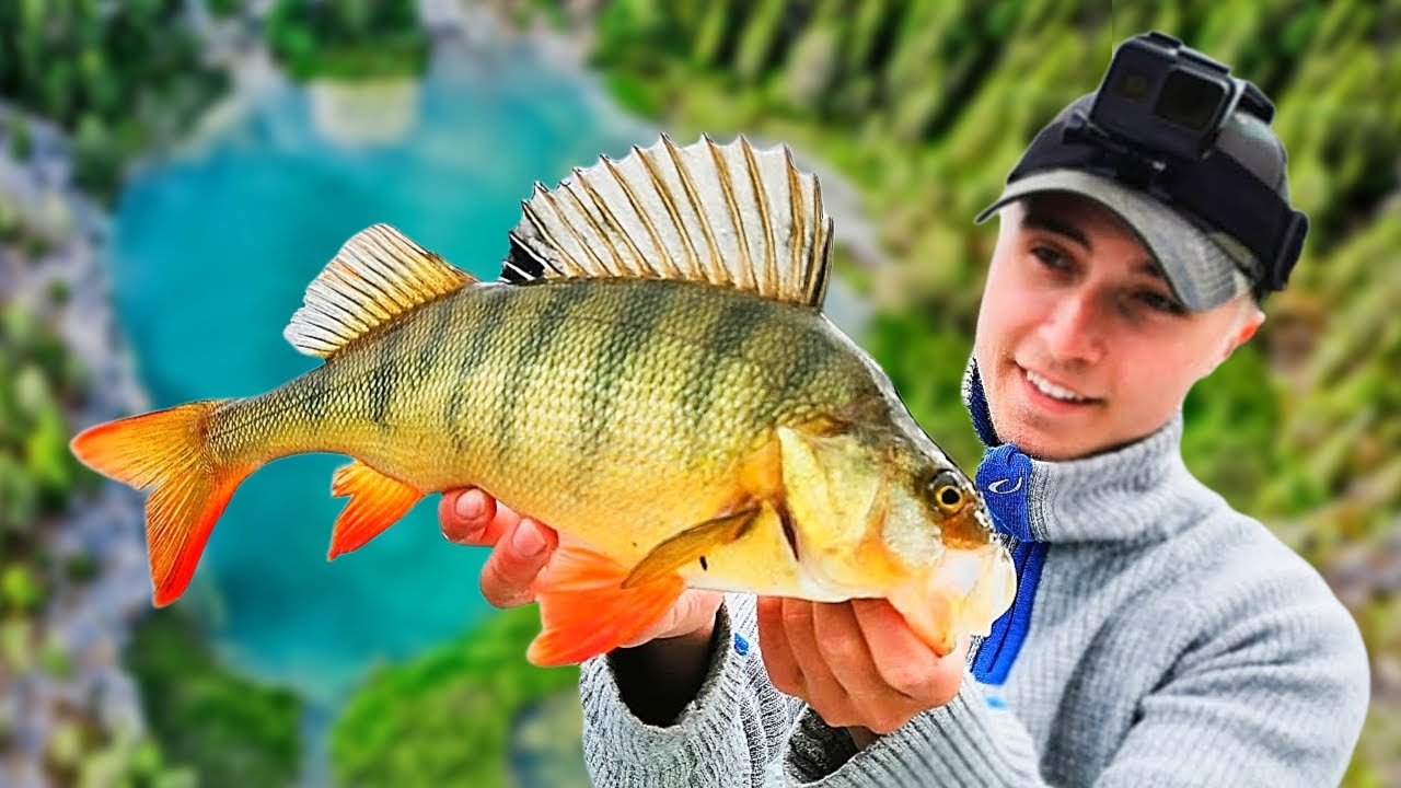 Fiskar i en 