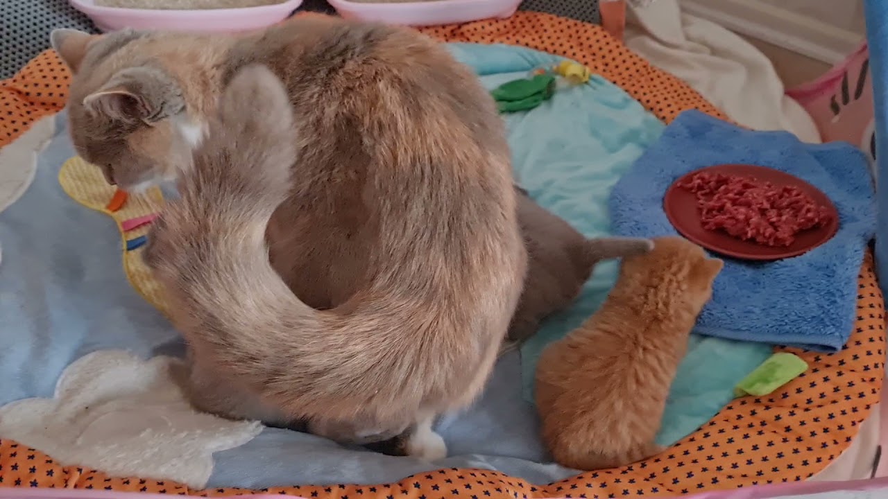 Unsere 3 Wochen alten BKH Kitten ❤ süße Katzenbabys 🥰