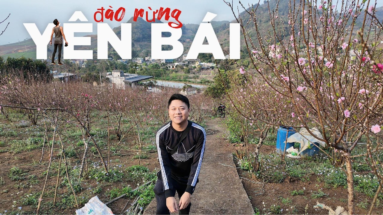 Lên Nghĩa Lộ, Văn Chấn lấy đào nhà em Khương – đào không chỉ đẹp, mà còn có cả hồn của núi rừng