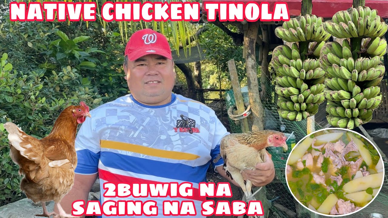 NAGKARNE SI PAPA NG MANOK | NATIVE CHICKEN TINOLA | TUMIBA NG 2 BUWIG NA SAGING NA SABA