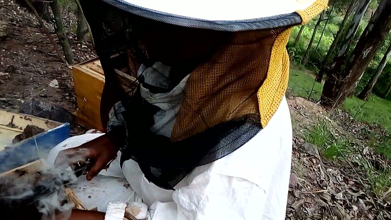 Honey Farm Management: Women Employment In Modern Beekeeping In Rwanda