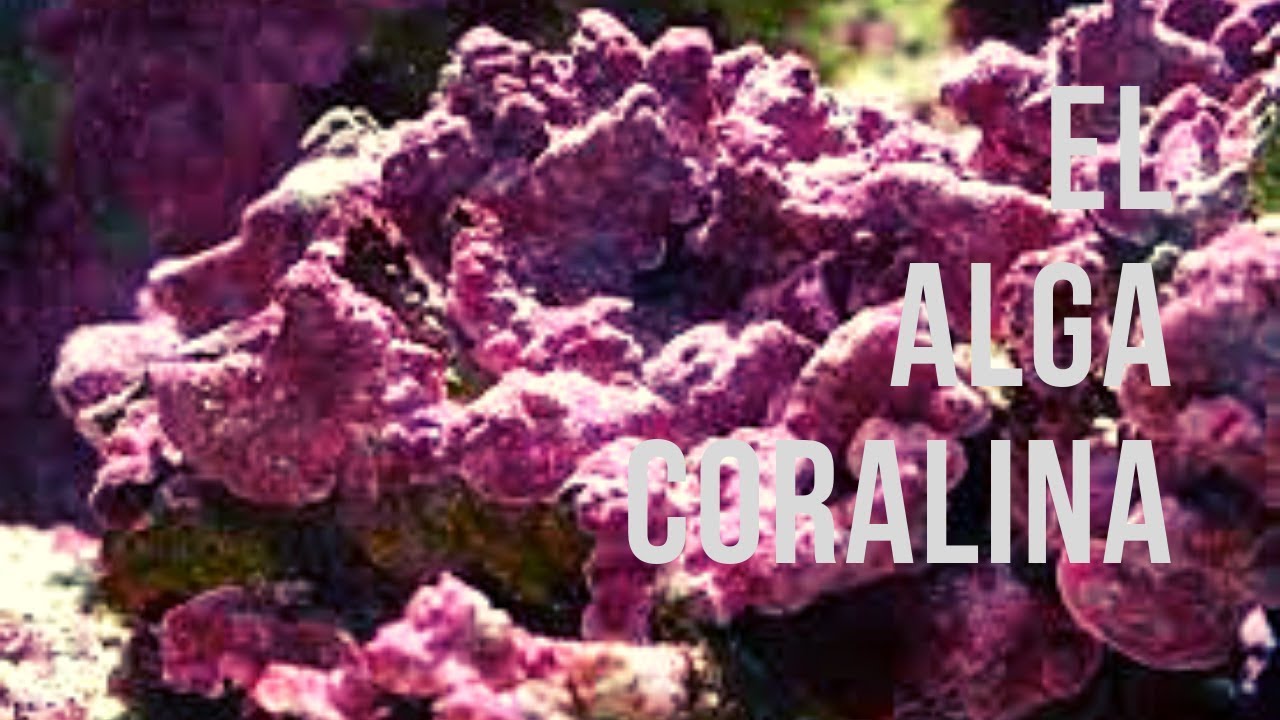 Alga Coralina
