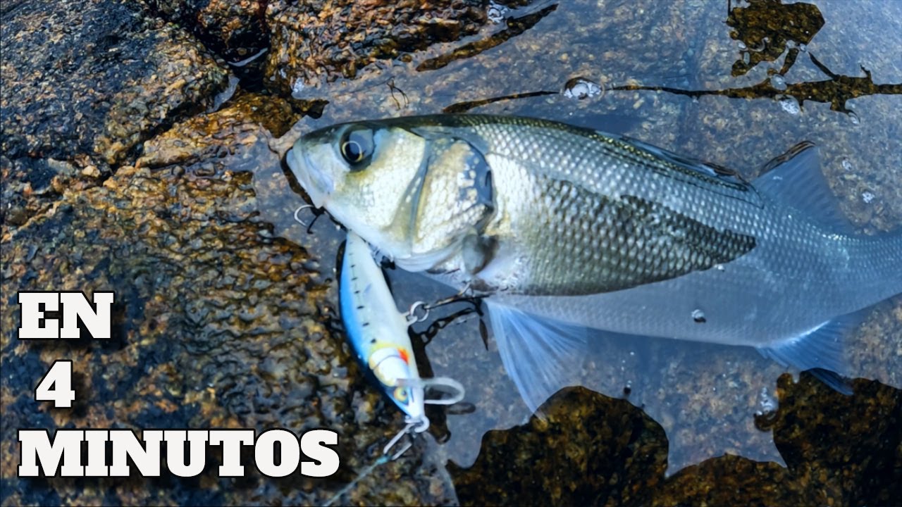 🎣 5 TIPS para pescar a SPINNING 🎣 | 🔥NUEVA SECCI&Oacute;N 🔥| En 4 MINUTOS |