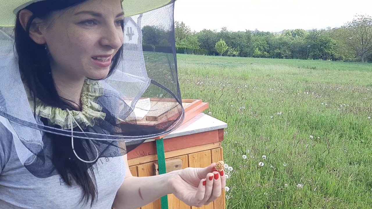 Poddawanie matki w mateczniku hodowlanym do odkładu 17/05/2020