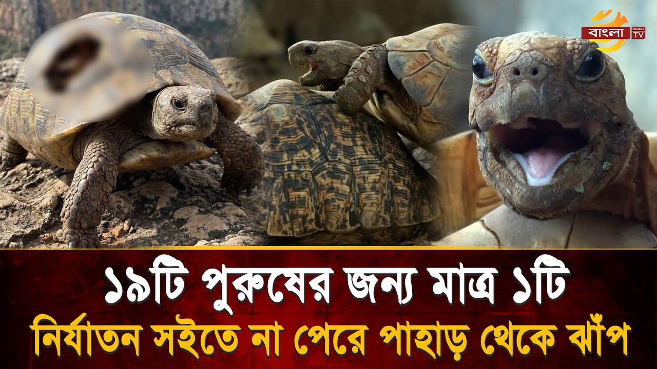 রহস্যময় দ্বীপে কামে উন্মত্ত পুরুষ কচ্ছপের অ’ত্যা’চা’রে আ’ত্ম’হ’ত্যা করছে স্ত্রী কচ্ছপ! Bangla TV