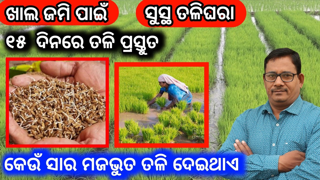 Paddy nursery bed praparation ଖାଲ ଜମି ପାଇଁ ତଳିଘରା 15ଦିନରେ ପ୍ରସ୍ତୁତ