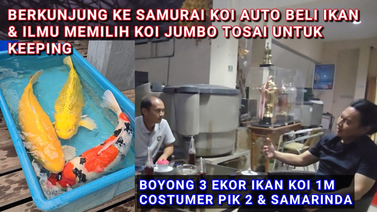 SUKSES DAPAT 3 EKOR IKAN KOI 87 CM BU & 1 M BU |  BERKUNJUNG DI SAMURAI KOI BANDUNG