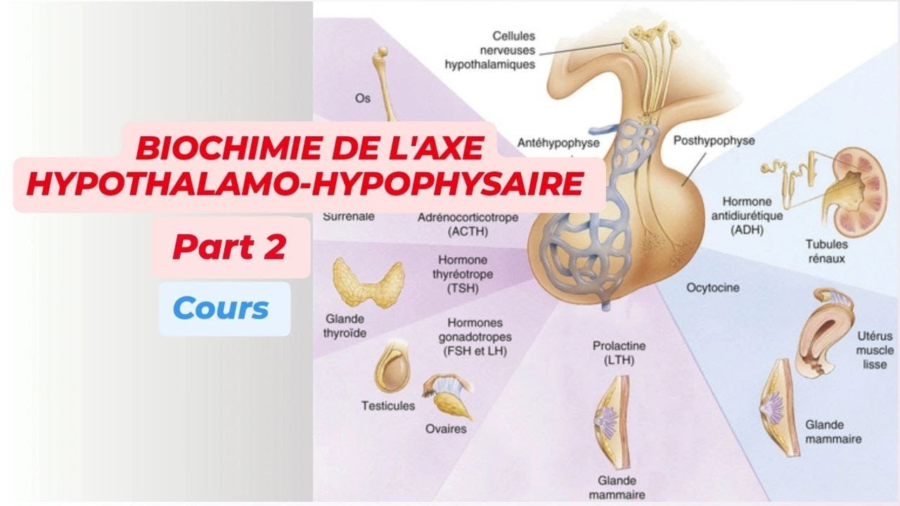 BIOCHIMIE DE L'AXE HYPOTHALAMO-HYPOPHYSAIRE ( Part 2 )