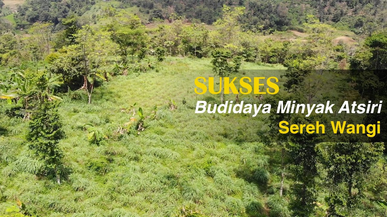 Budidaya Minyak Atsiri Sereh Wangi