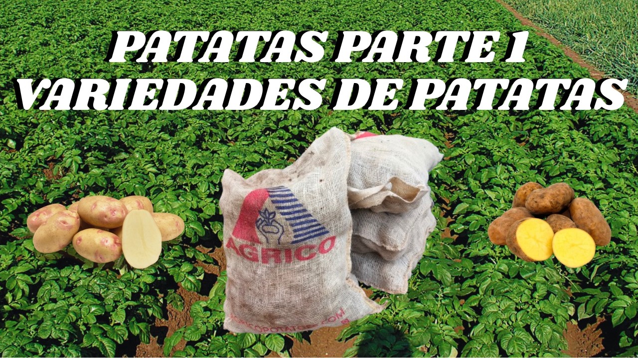 Vamos a plantar PATATAS PICASSO, AGRIA, ARINDA