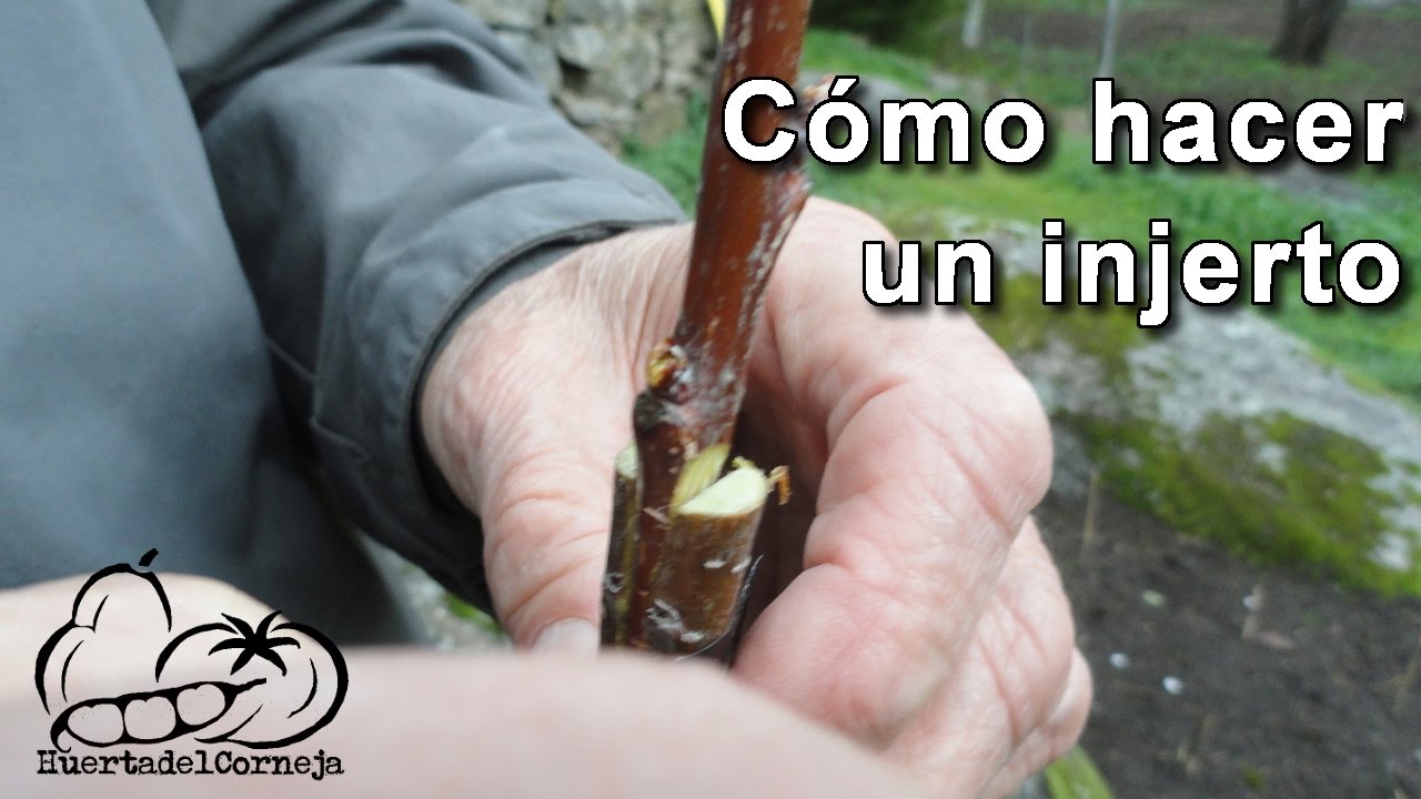 Como injertar un cerezo.