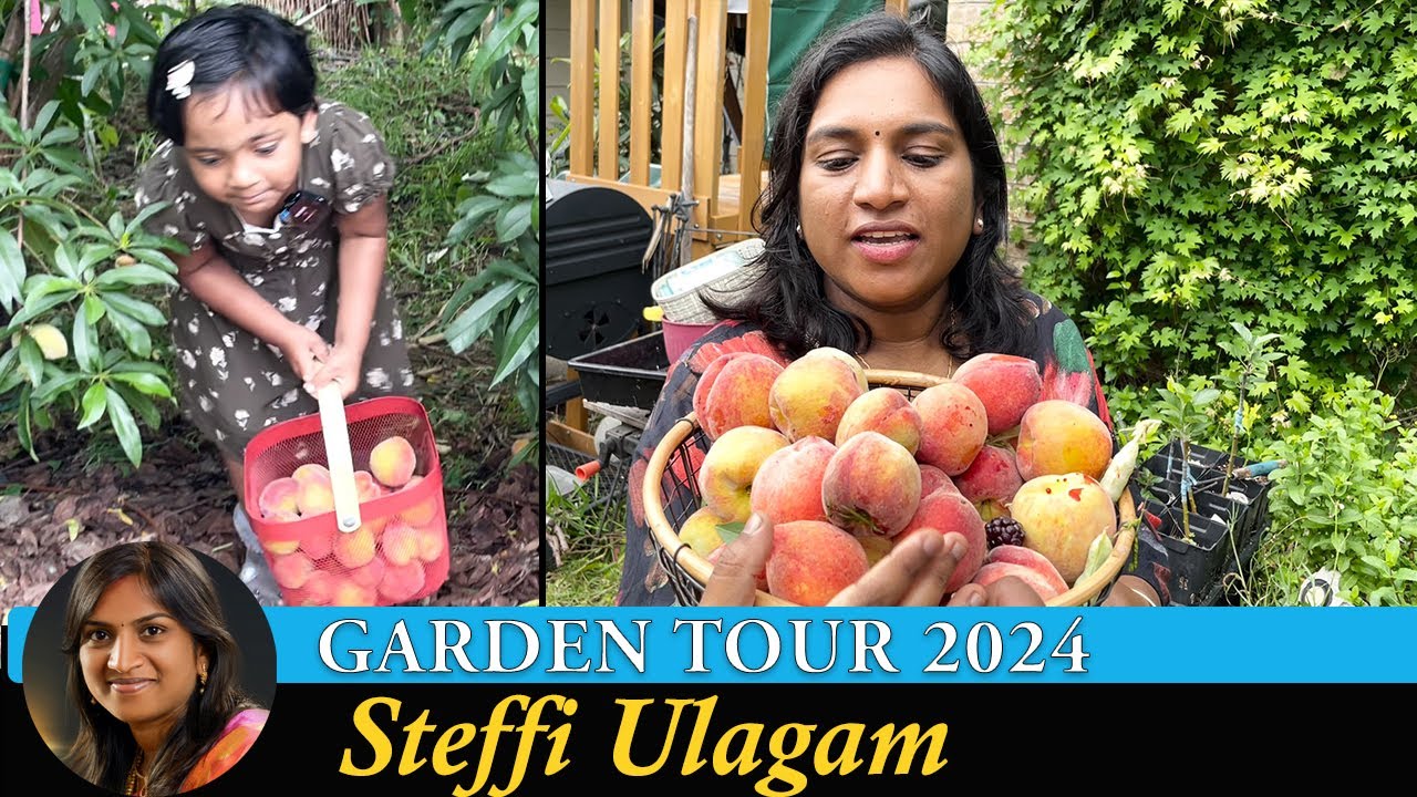 Steffi Ulagam Garden Tour 2024 | Harvesting Fruits from our Home Garden | Garden Vlog in Tamil