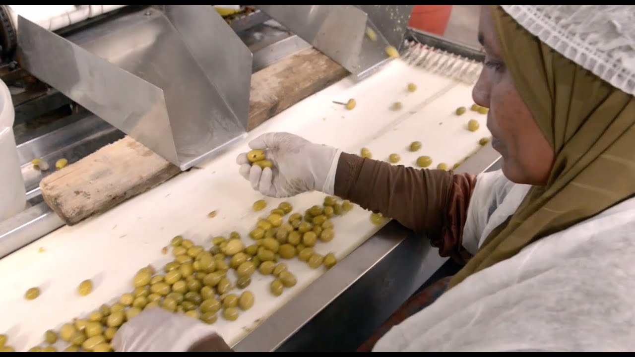 Egyptian olives: adopting international standards