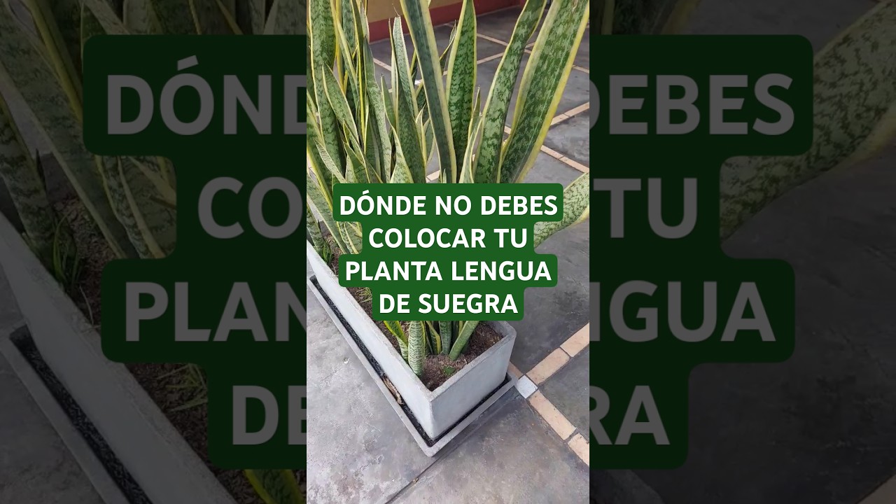 Nunca coloques tu planta lengua de suegra en este lugar. Atrae luto y pobreza. #lenguadesuegra