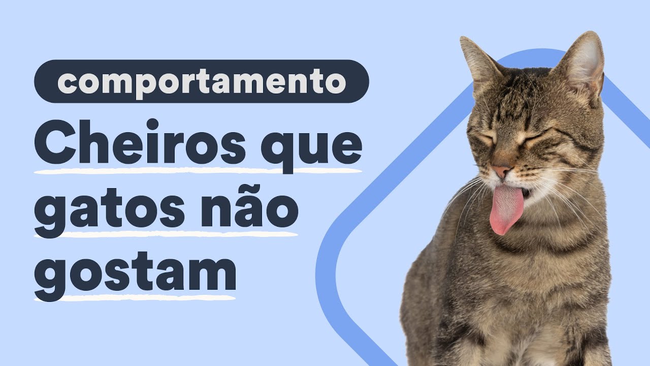Cheiros que gato n&atilde;o gosta | Petz TV Comportamento