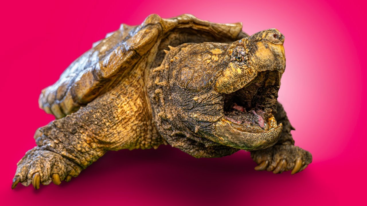 Ultimate Turtle Tour at America’s Favorite Reptile Zoo!