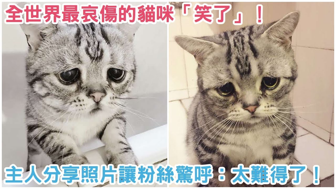全世界最哀傷的貓咪「笑了」！主人分享牠的照片讓粉絲驚呼：太難得了！