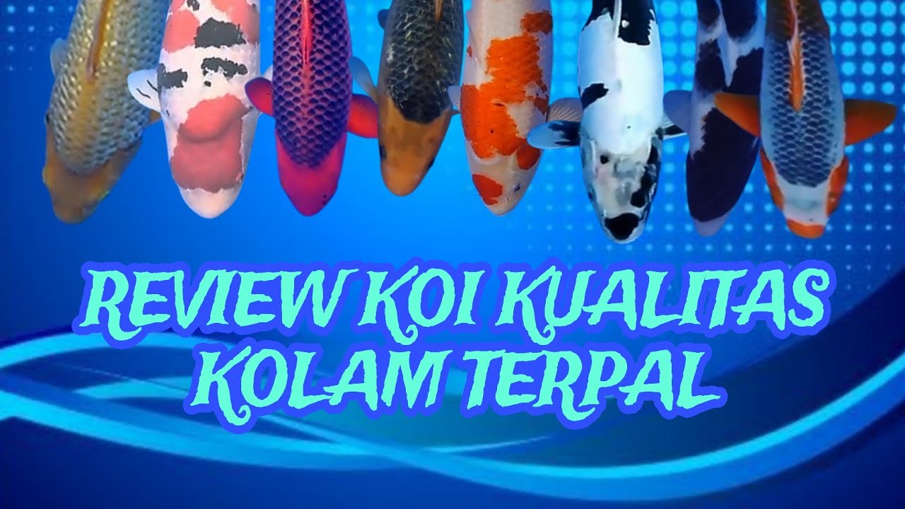 REVIEW IKAN KOI DI KOLAM TERPAL DALAM RUMAH