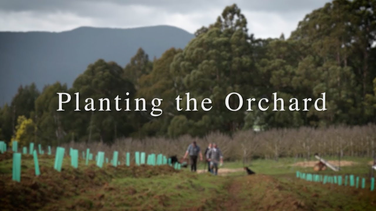 Planting Heritage Apple Varieties with Frank's Cider