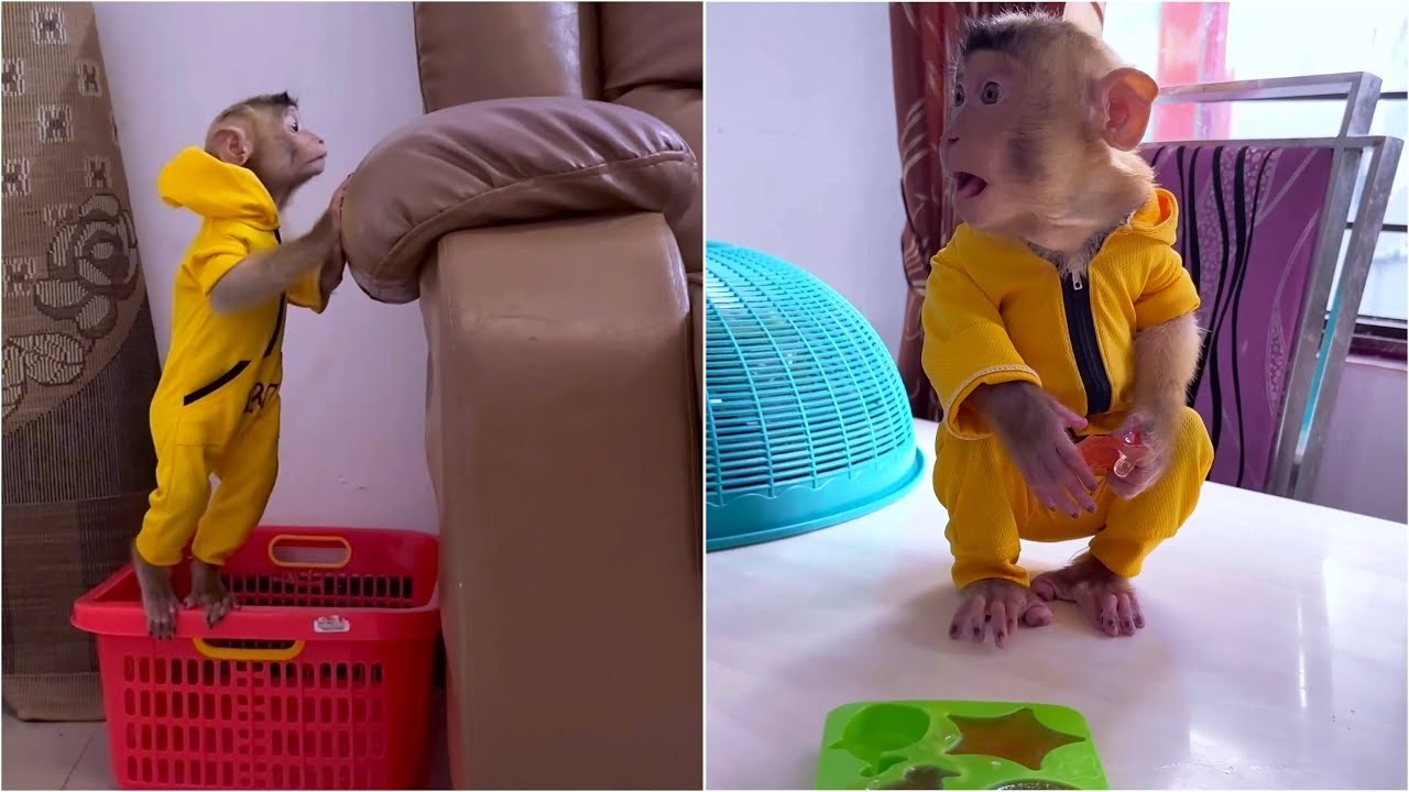 Alpha stole the jelly that Mom had just made