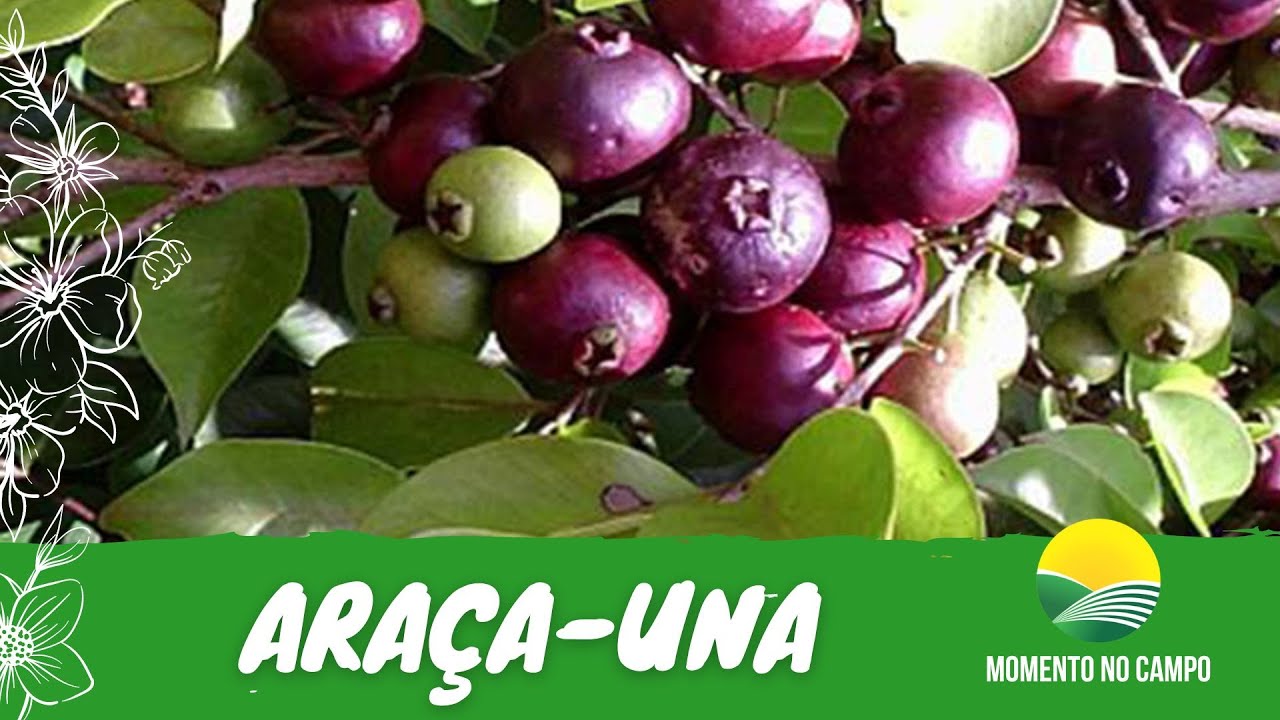 MOMENTO NO CAMPO #88 | CONHEÇA A FRUTA ARAÇA-UNA