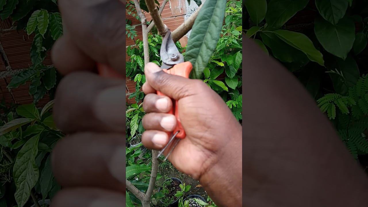 Poda de formação da nêspera. (Ameixa amarela)