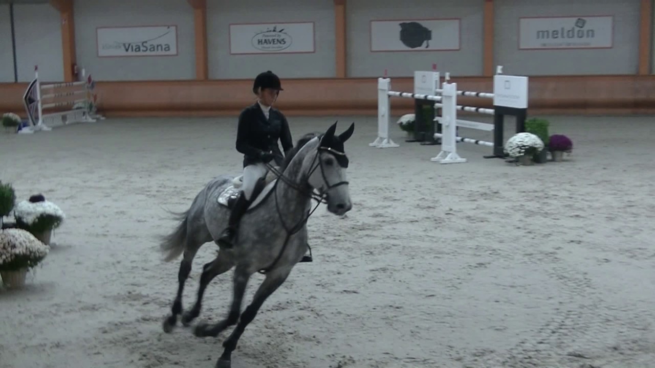 7yr contagio gelding (Sold)