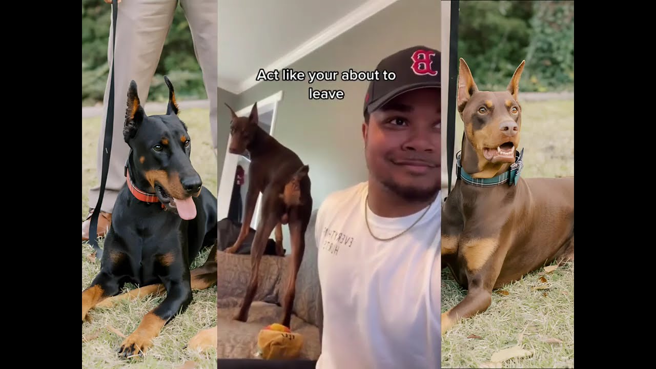 Knox And Bear Best Funny 2025 | Knox And Bear