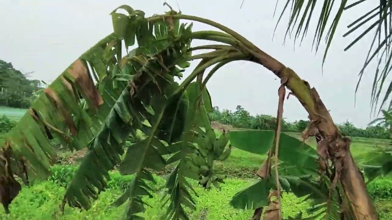 গ্রাম সবুজ সৌন্দর্যে ভরা | পাখির কলরব ও শান্ত প্রকৃতি | Beautiful Village Nature