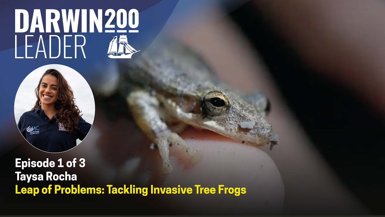 Leap of Problems: Tackling Invasive Tree Frogs - by Taysa Rocha - Episode 1 (Spanish subtitles)
