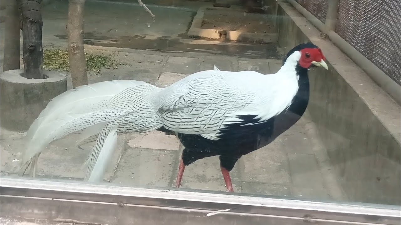 Lucknow Zoo || Lucknow chidiya Ghar || Nawab Wajid Ali Shah Zoological Garden Lucknow Uttar Pradesh 