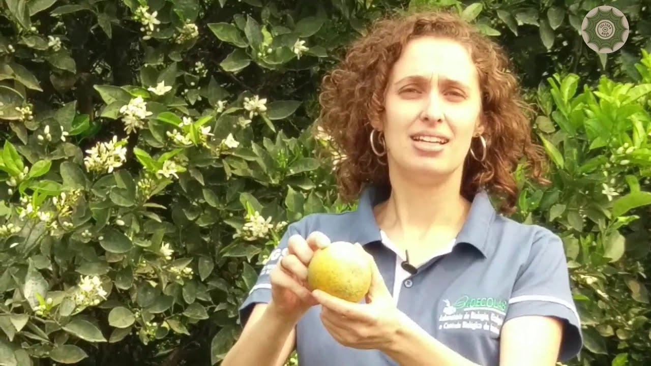 Controle AGROECOLÓGICO da Mosca das Frutas em Citros