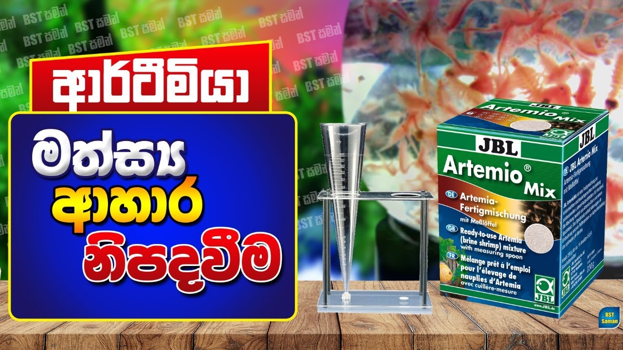 Artemia,Brine shrimp,ආර්ටීමියා, BST Saman,