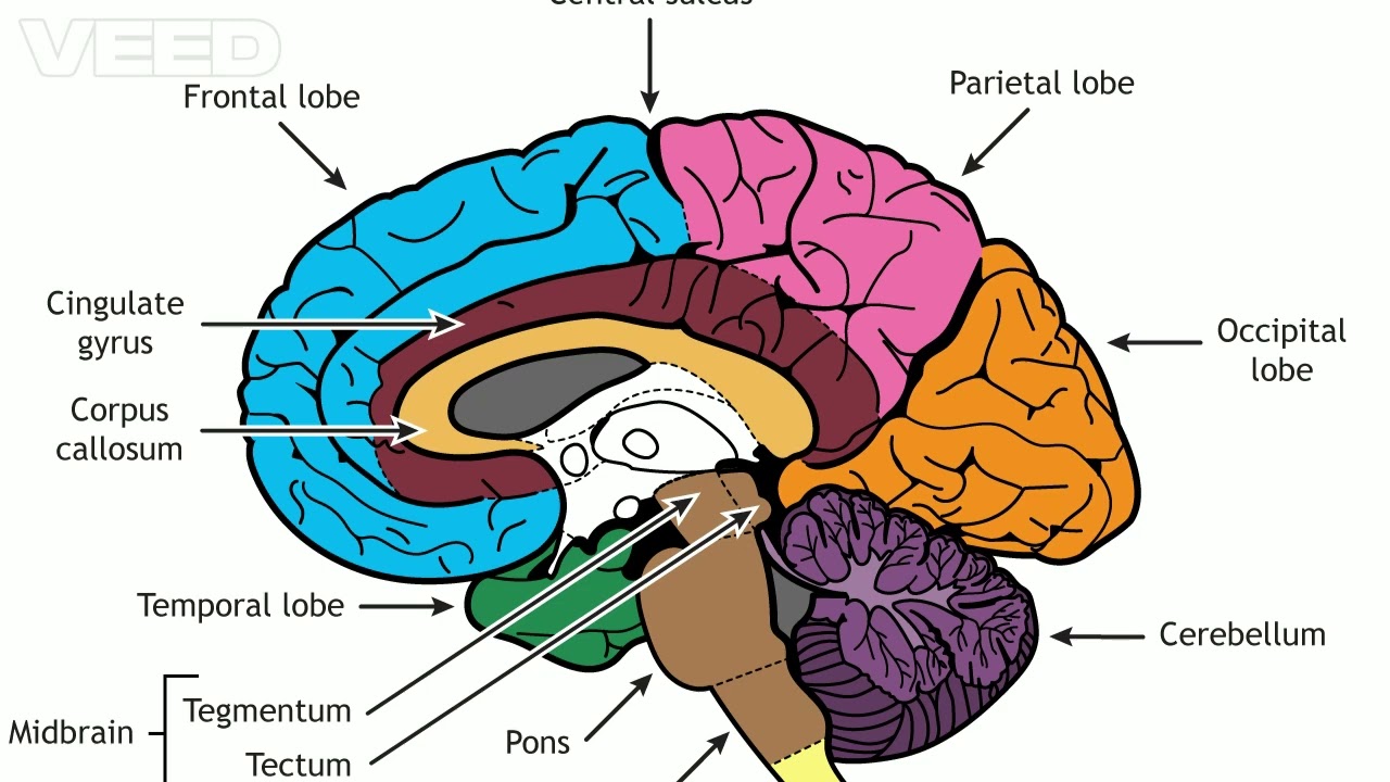 Forced Brain Expansion Subliminal | 40 Hz Gamma &bull; 963 Hz &bull; 528 Hz | 6.5 Hz Theta & 7.83 Hz SR
