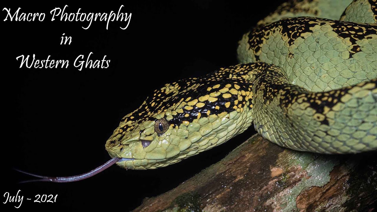 Macro Photography in Western Ghats | Tirthahalli | Agumbe |  Malabar pit viper | Herping in India