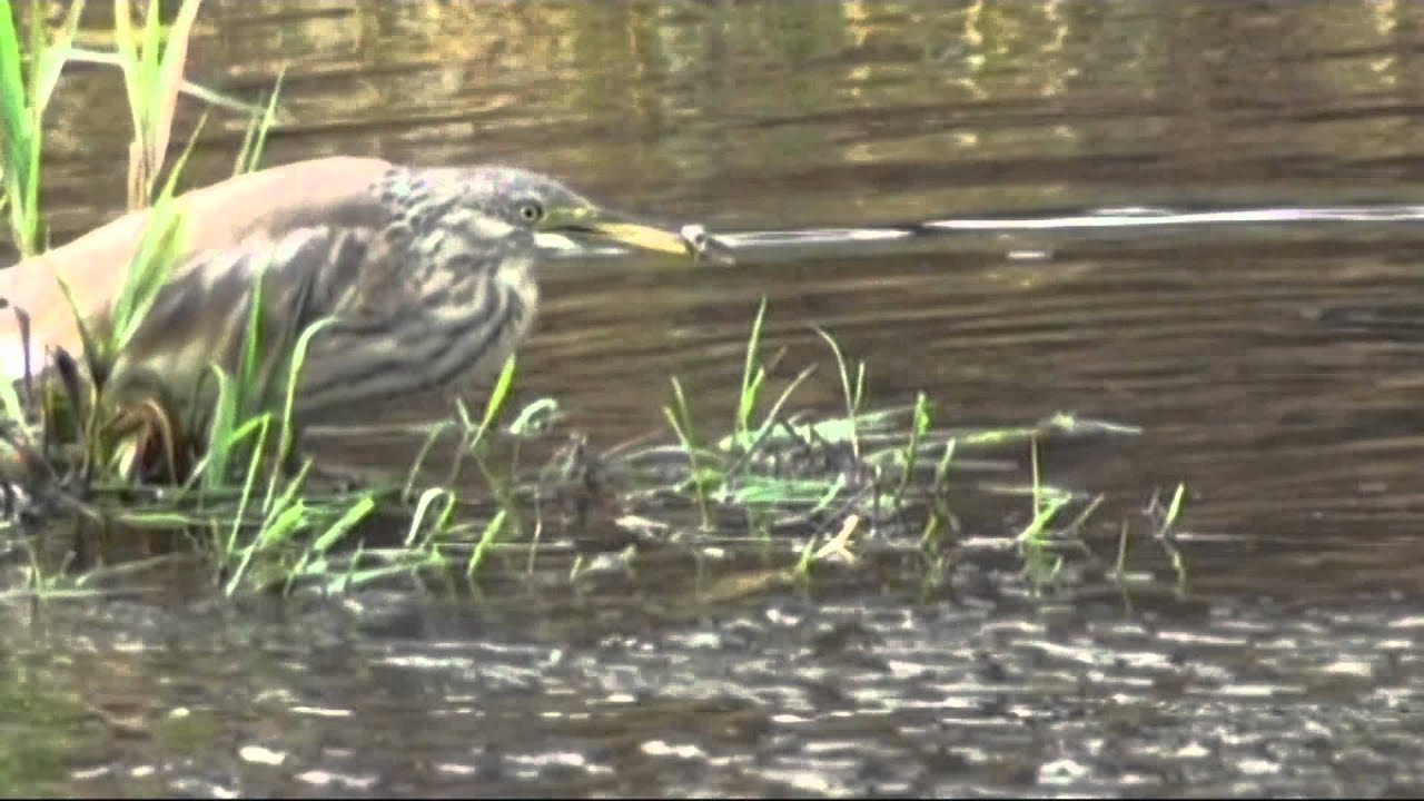The Northumberland Wildlife Trust Competition  Winning Video  2011