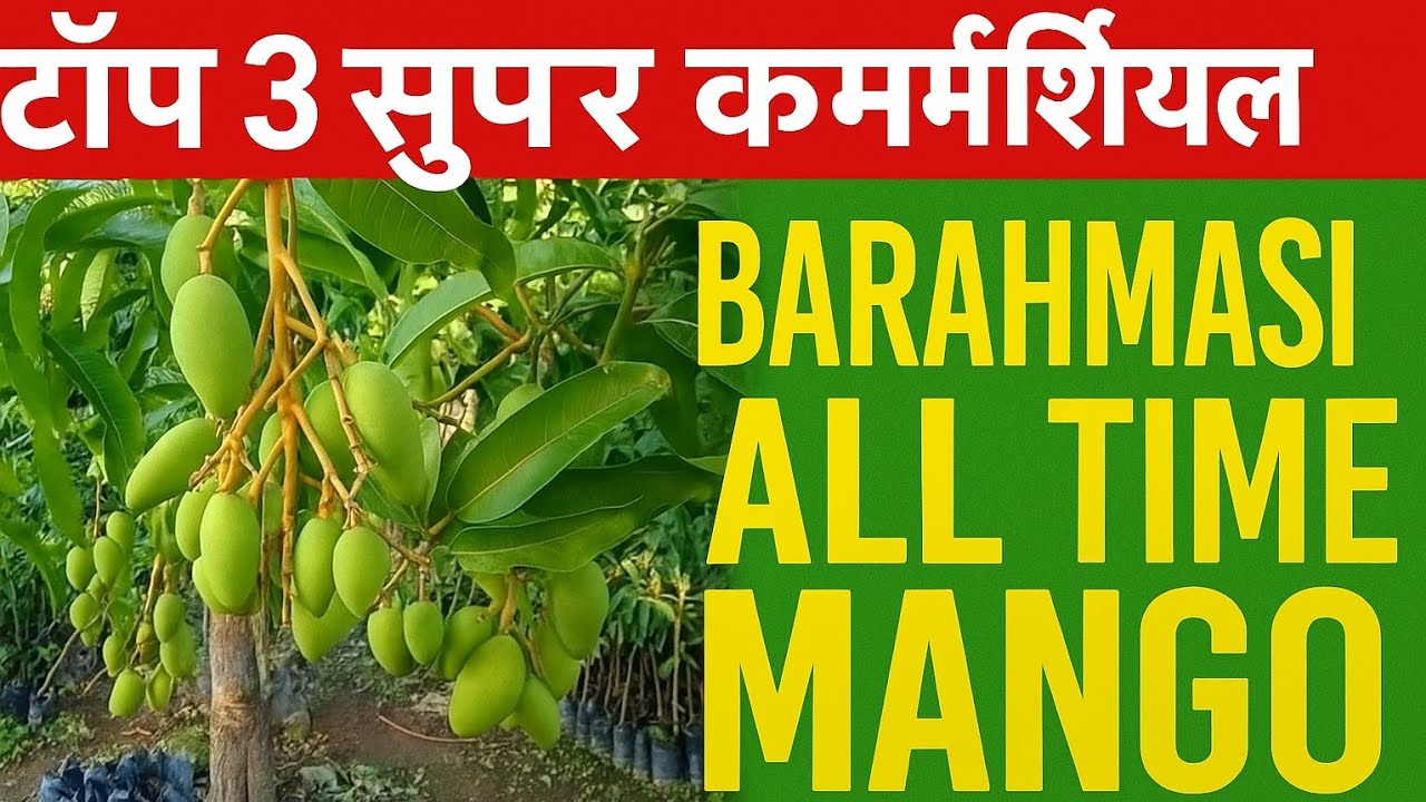 Top 3 Super Commercial All Time Mango | बारहमासी आम | सदाबहार आम गमले में लगाने के लिए