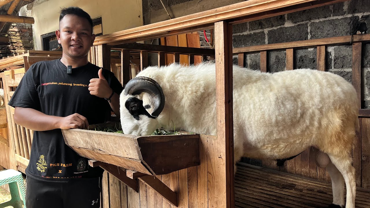 DOLAN KANDANG PUTU JAGAL FARM AMUNISI KONTES 2025