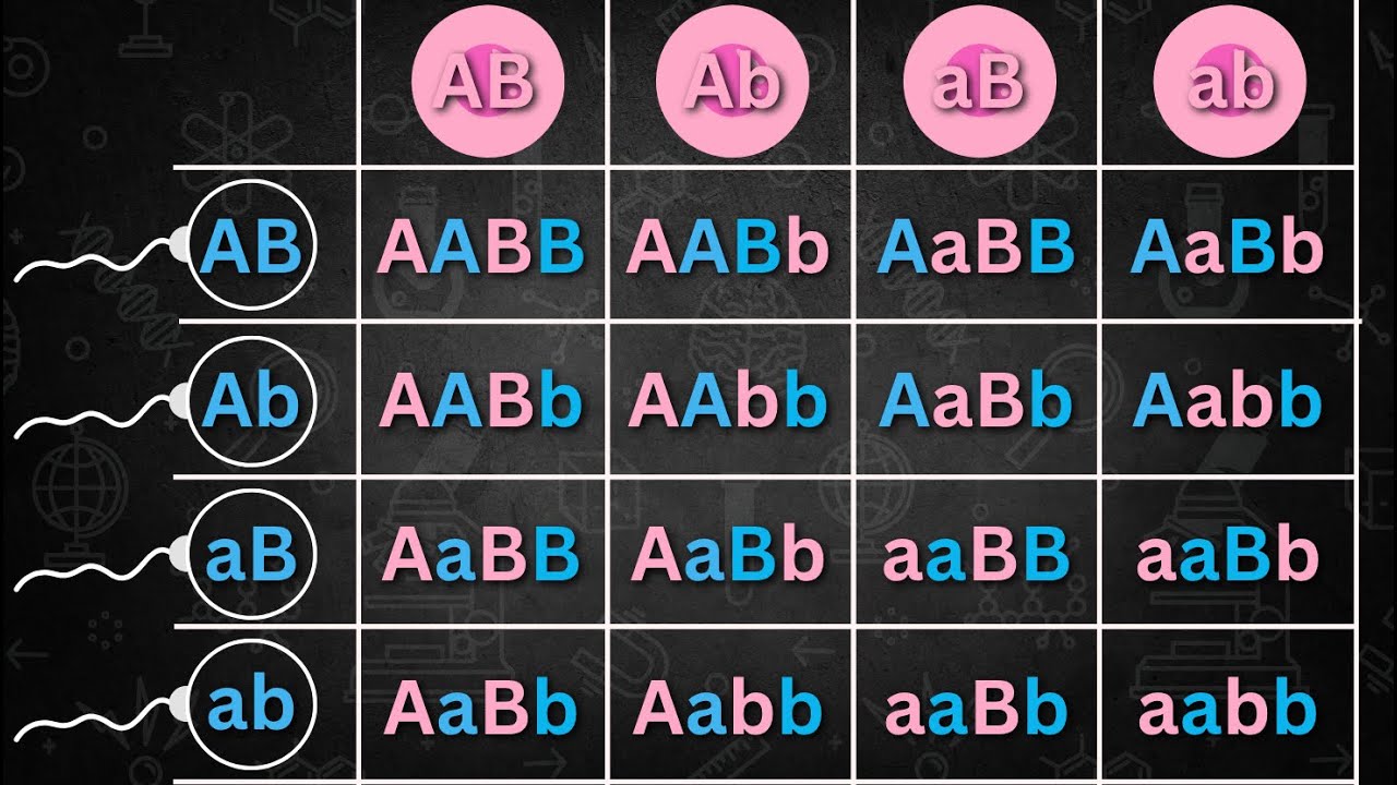 Génétique monohybrides et dihybrides