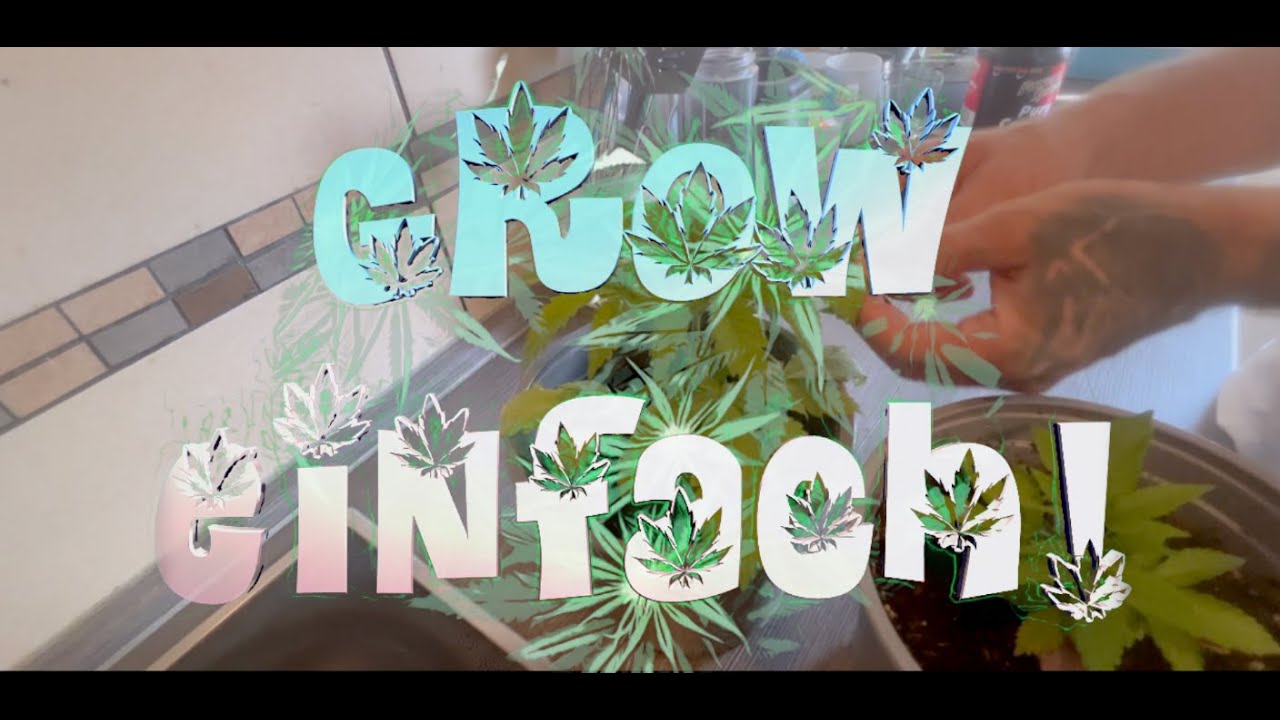 Grow einfach ! Folge 5: Die Pflanze hat hunger