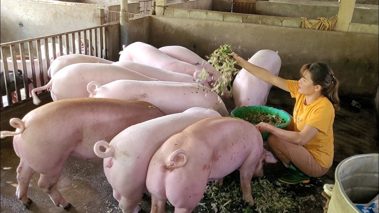 Banana trees are the favorite food of big fat pigs.  (Episode 94).