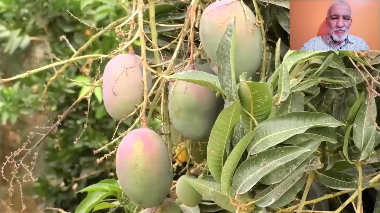 افاق تصدير  فاكهة المنقو من صحراء الجزائر و نتائج فاقت كل التوقعات MANGO PRODUCTION IN ALGERIA