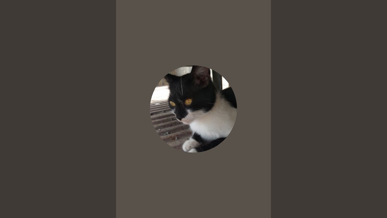 My Cats в прямом эфире!