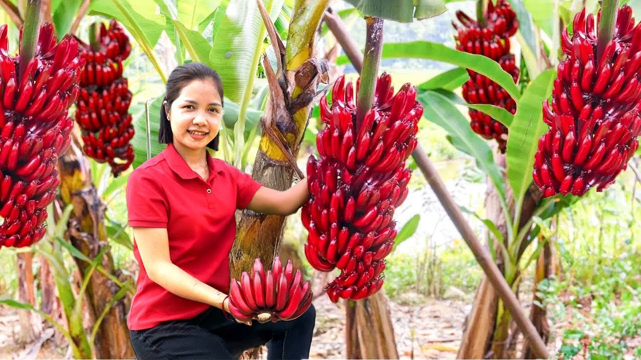 Harvesting 1000+ Big Bunches of Malaysian Bananas Goes To Market Sell, Taking Care of Daughter
