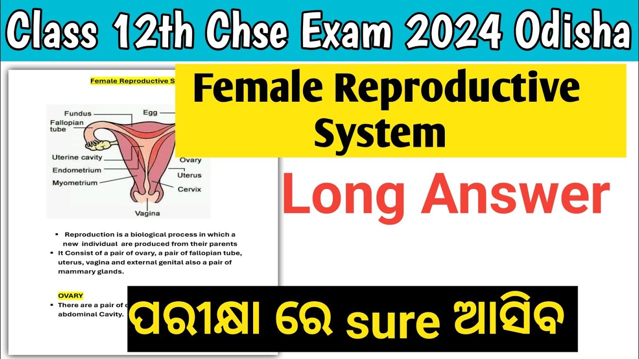 Female Reproductive System Long Question Ans In Odia|| Chse Zoology Selection||Class 12th chse