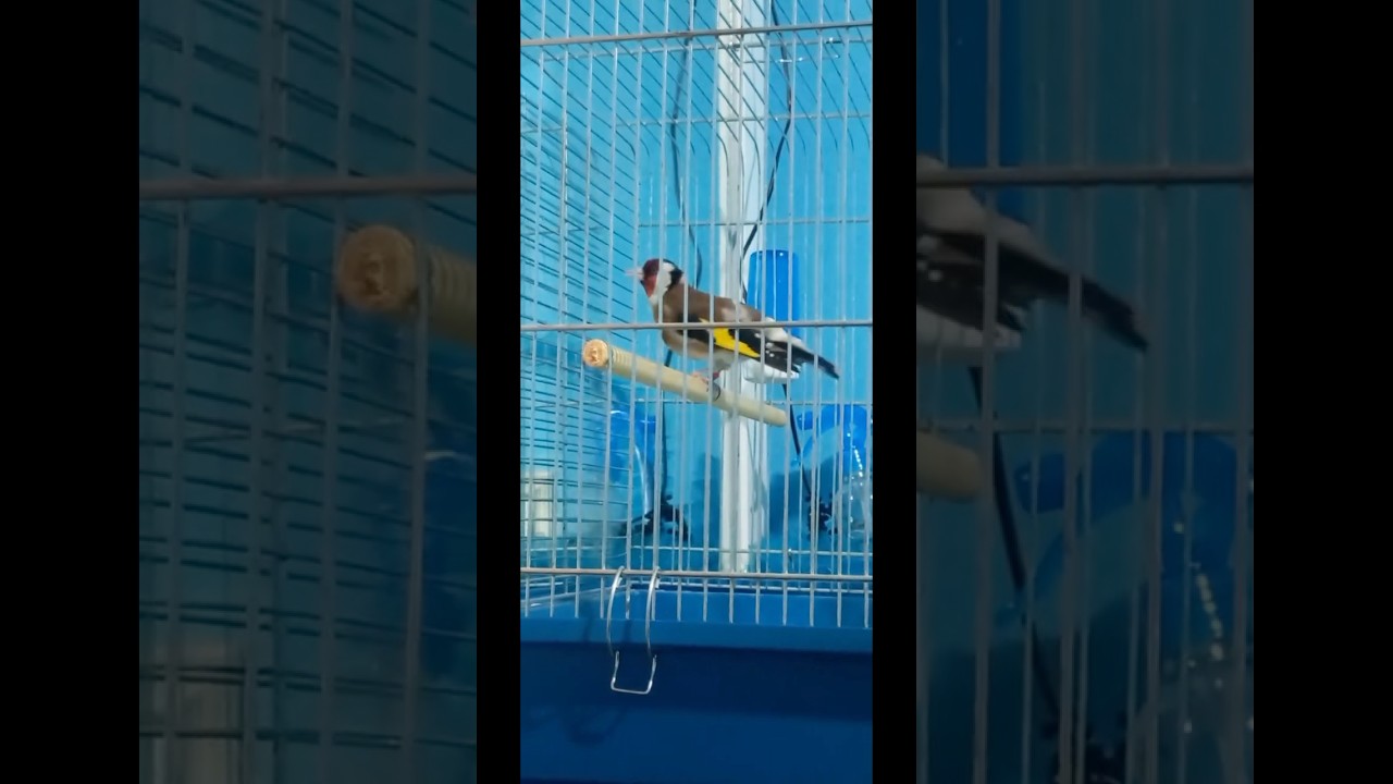 Черноголовый щегол #birds #рекомендации #щегол #саба #finches #goldfinch #canary #чирчир #sehre