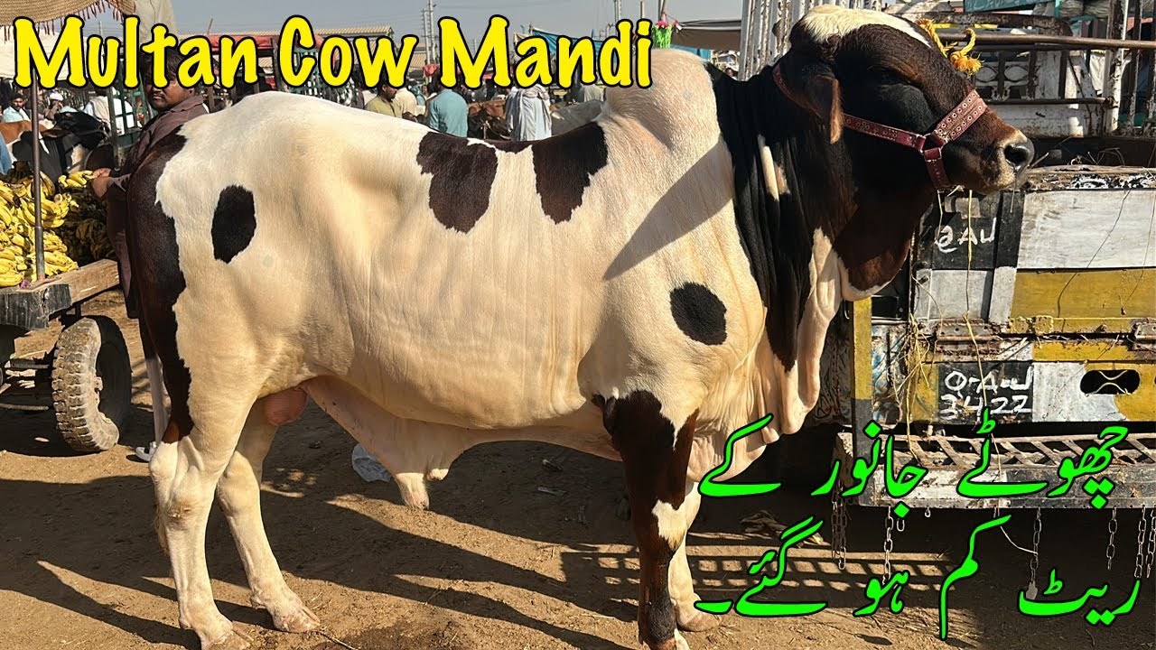 Very Special Video Chotay Janweron Ki detail Day Di Aj Mandi Main @SSTvs