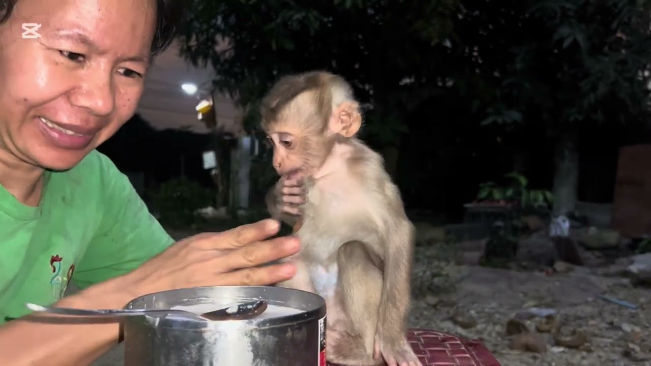 Mary eats fried noodles with Mommy #animals #monkey #asmr