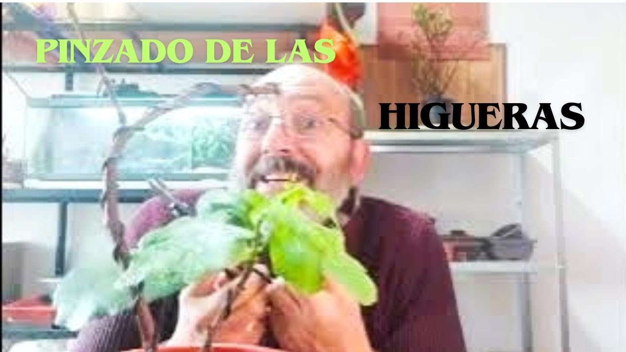 HIGUERA-FICUS CARICA #bonsái #naturaleza #arboles